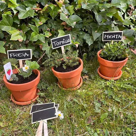 Benedettamolinaseca Vut