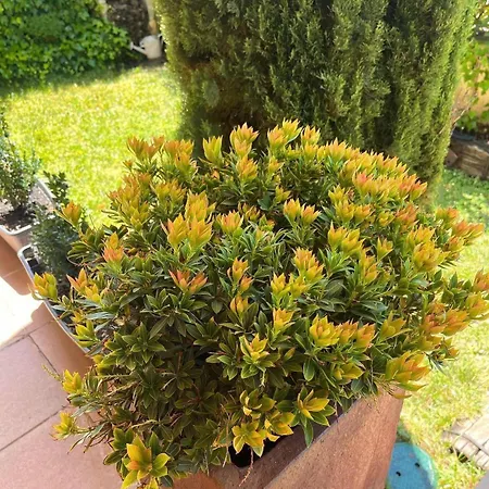 度假居 Benedettamolinaseca Vut *