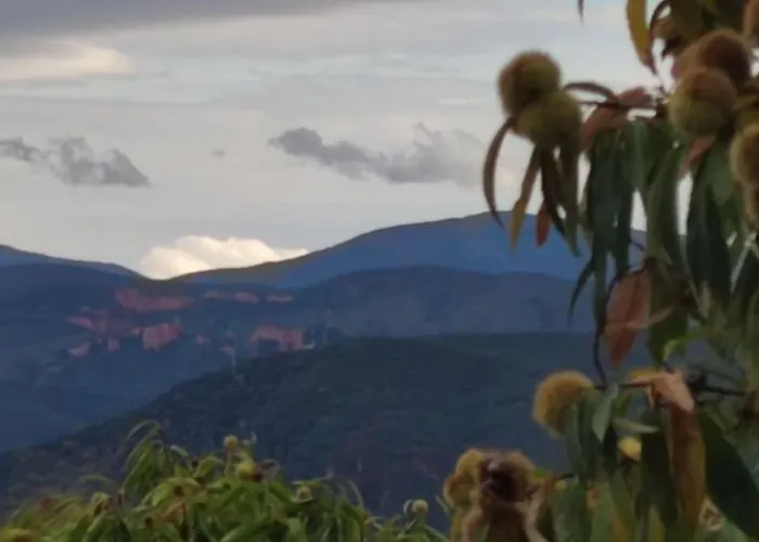 Benedettamolinaseca Vut 몰리나세카